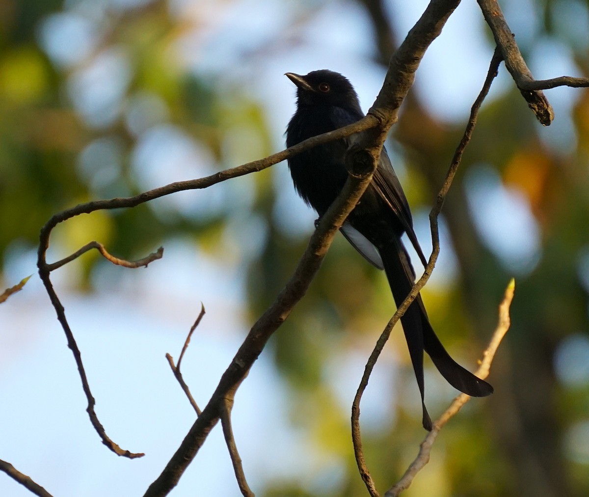 Drongo royal - ML646740137