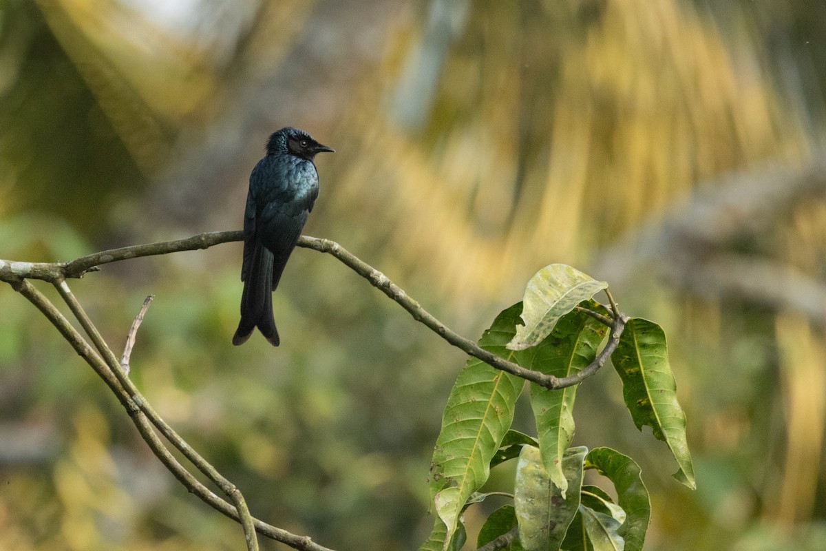 drongo indomalajský - ML646740138