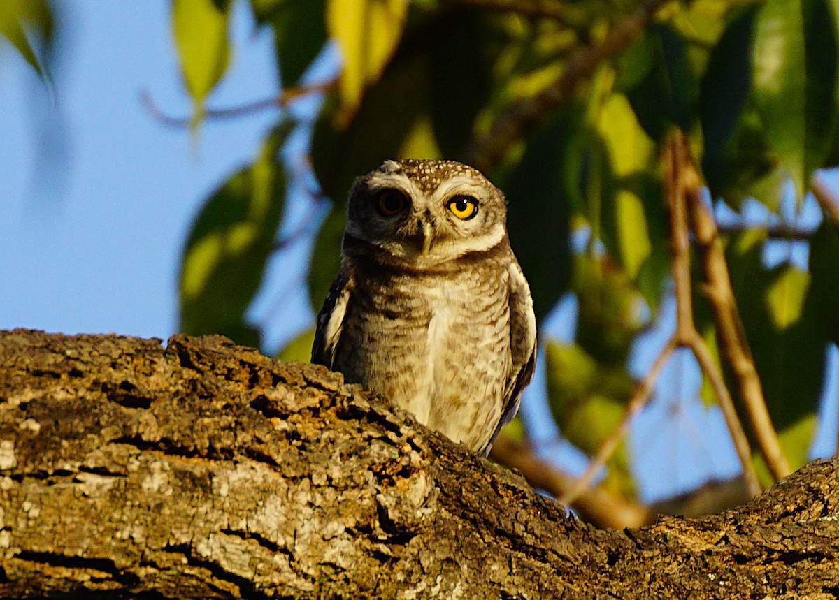 Chevêche brame - ML646740141