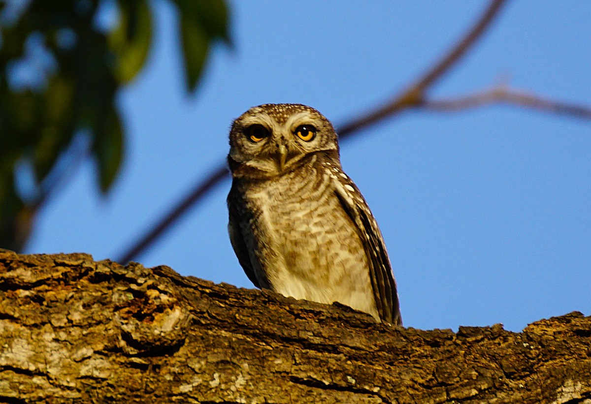 Chevêche brame - ML646740143