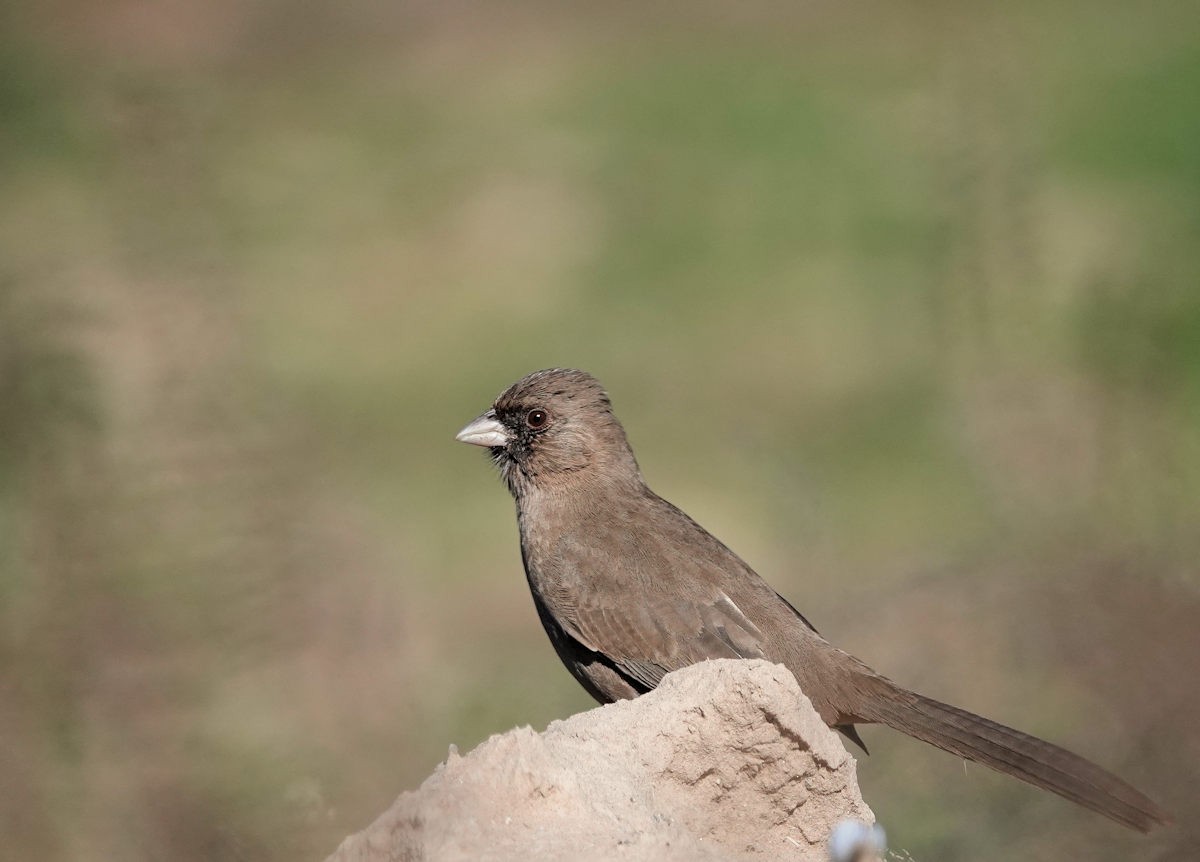 Abert's Towhee - ML646740144