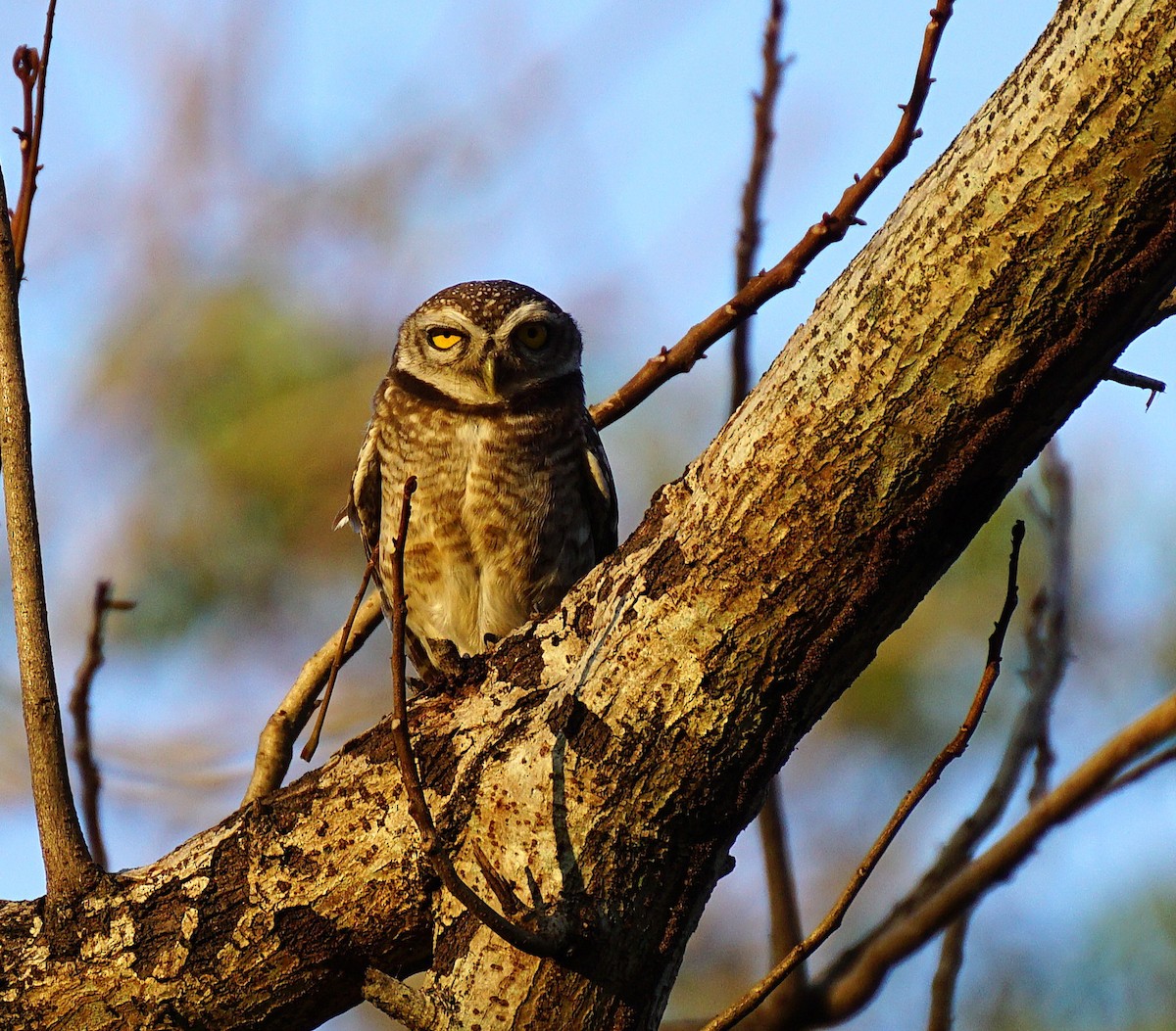 Chevêche brame - ML646740145