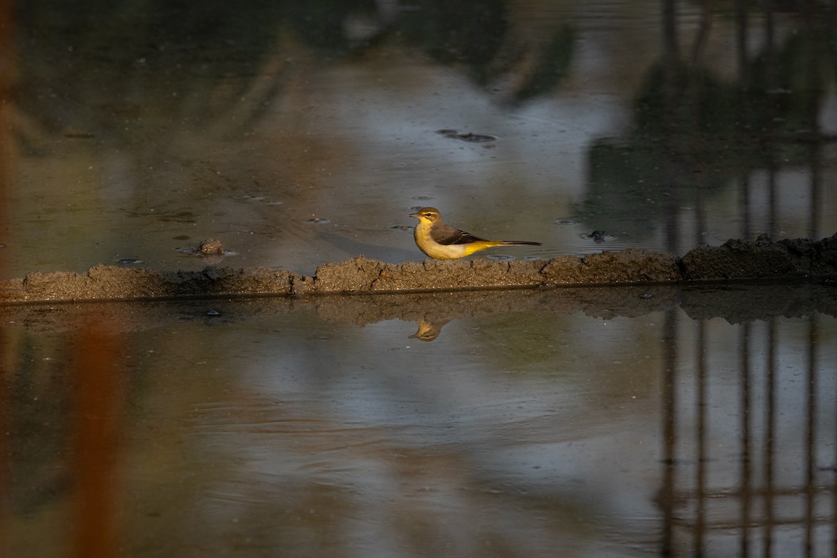 konipas horský - ML646740146