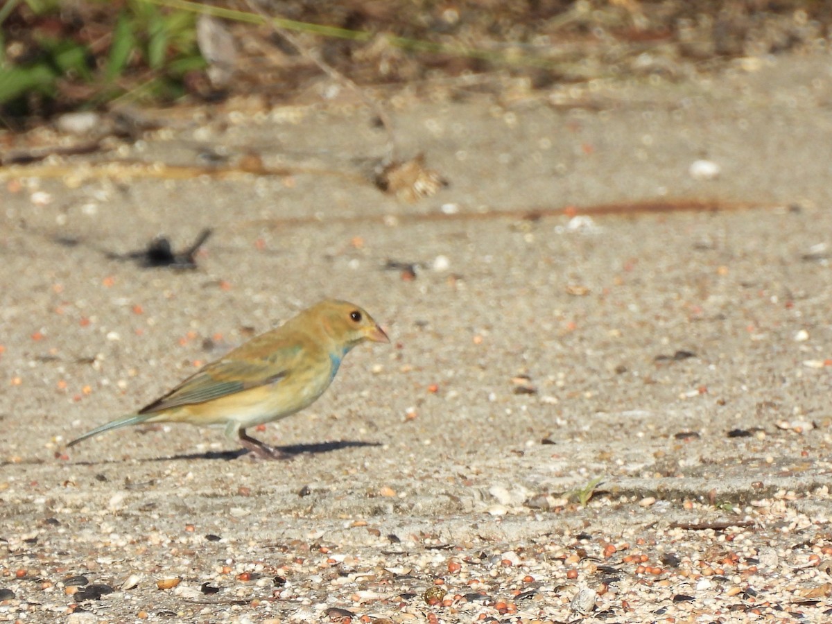 Passerin indigo - ML646740147