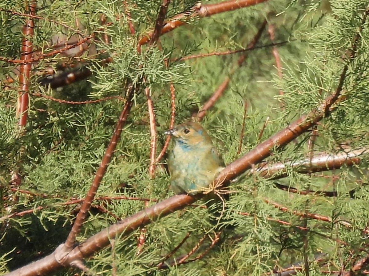 Passerin indigo - ML646740148