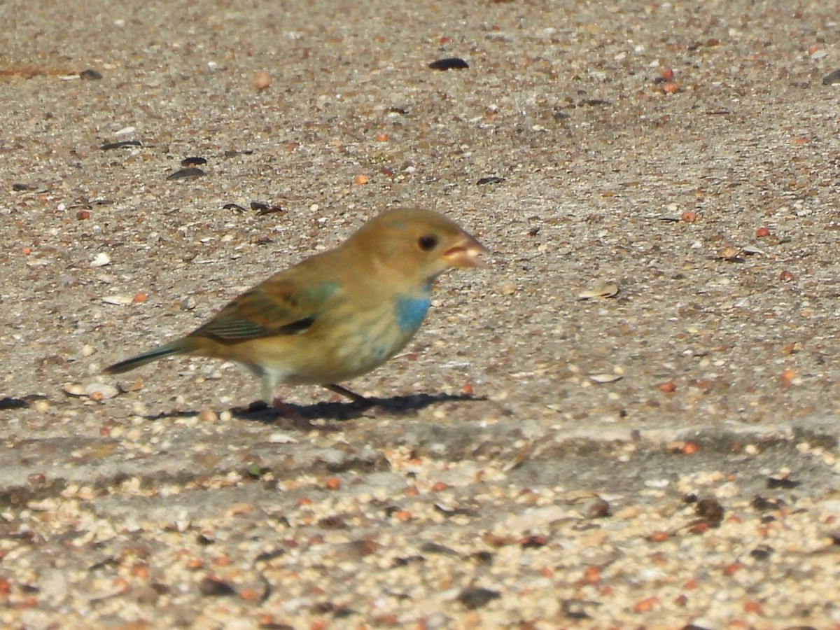 Passerin indigo - ML646740149