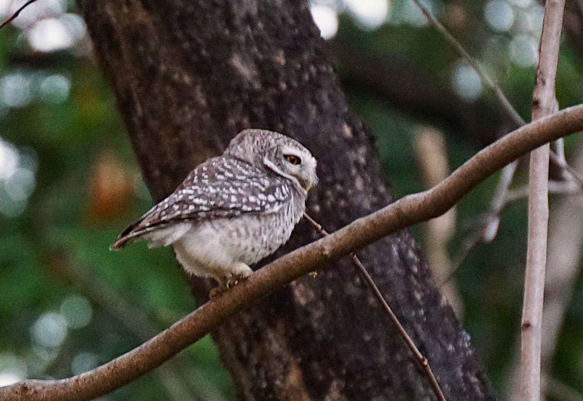 Chevêche brame - ML646740150