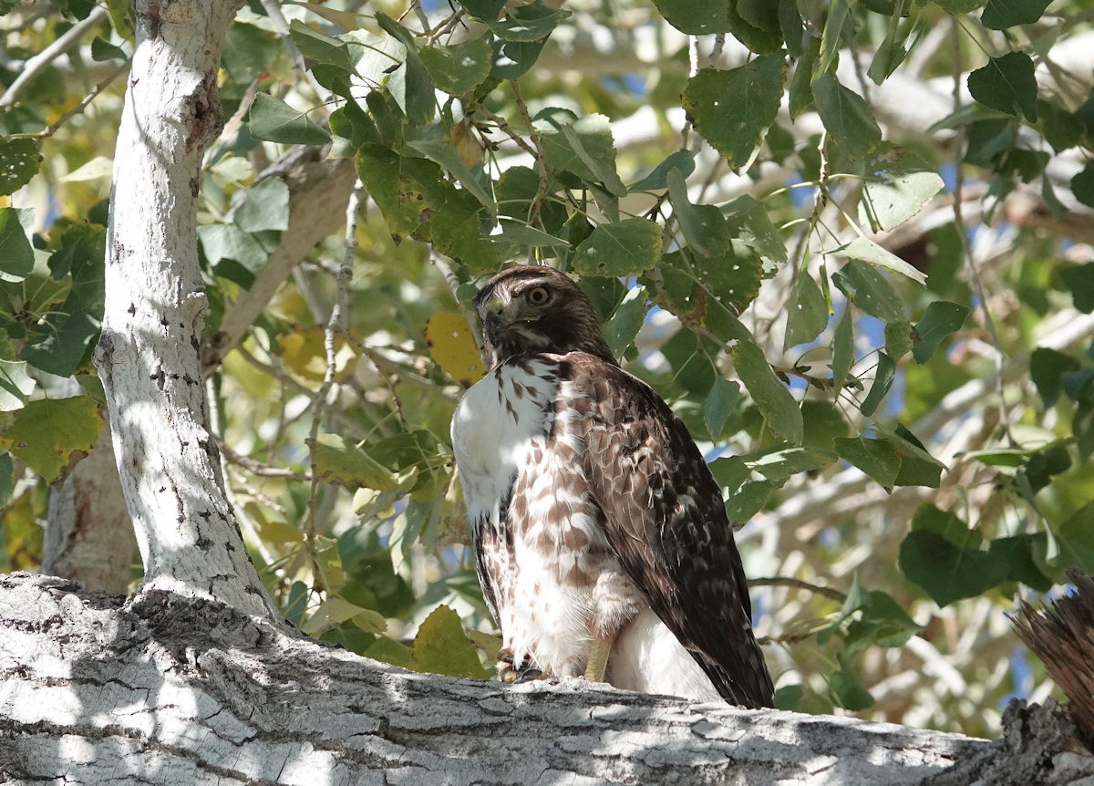 Red-tailed Hawk - ML646740151