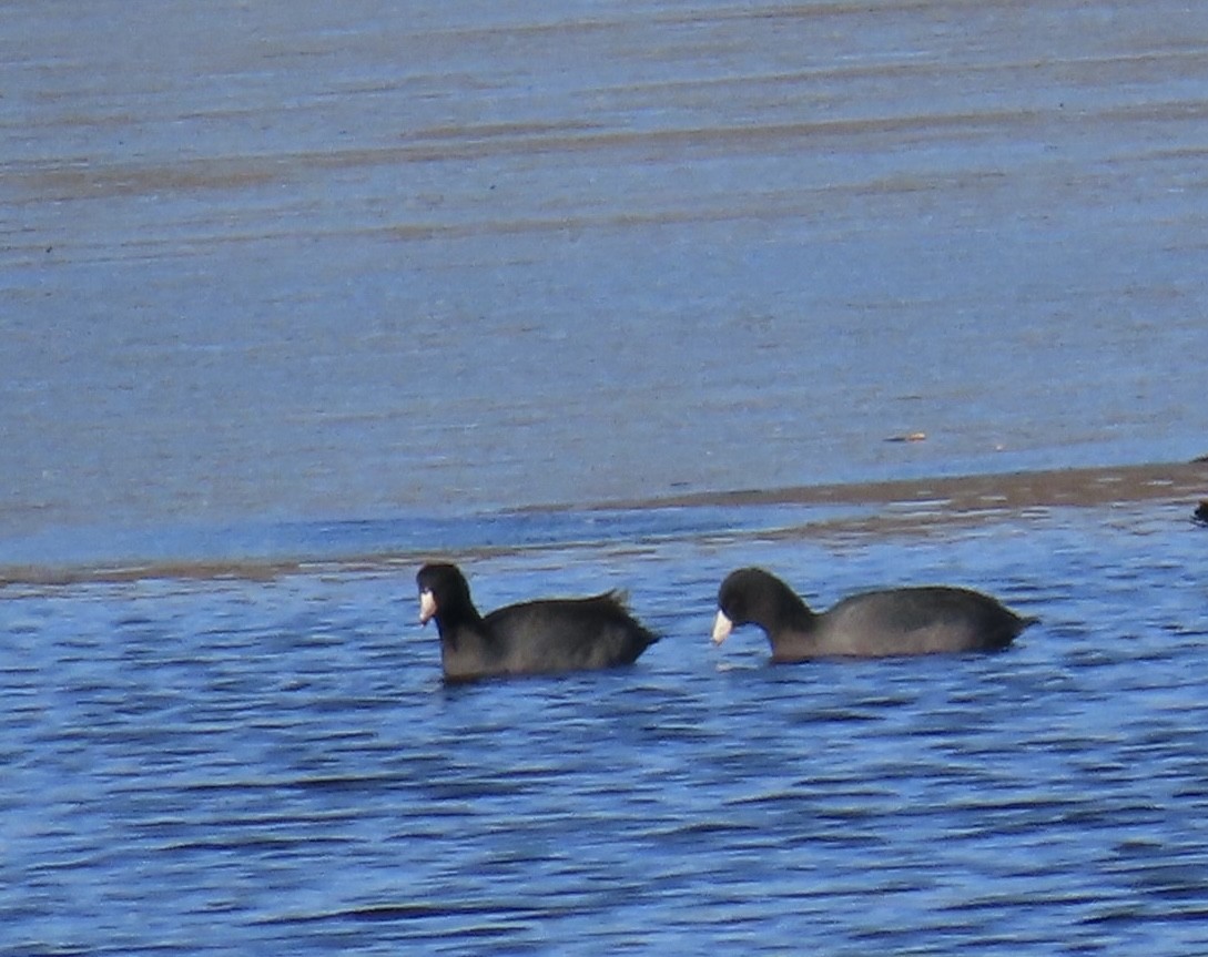 American Coot - ML646740155