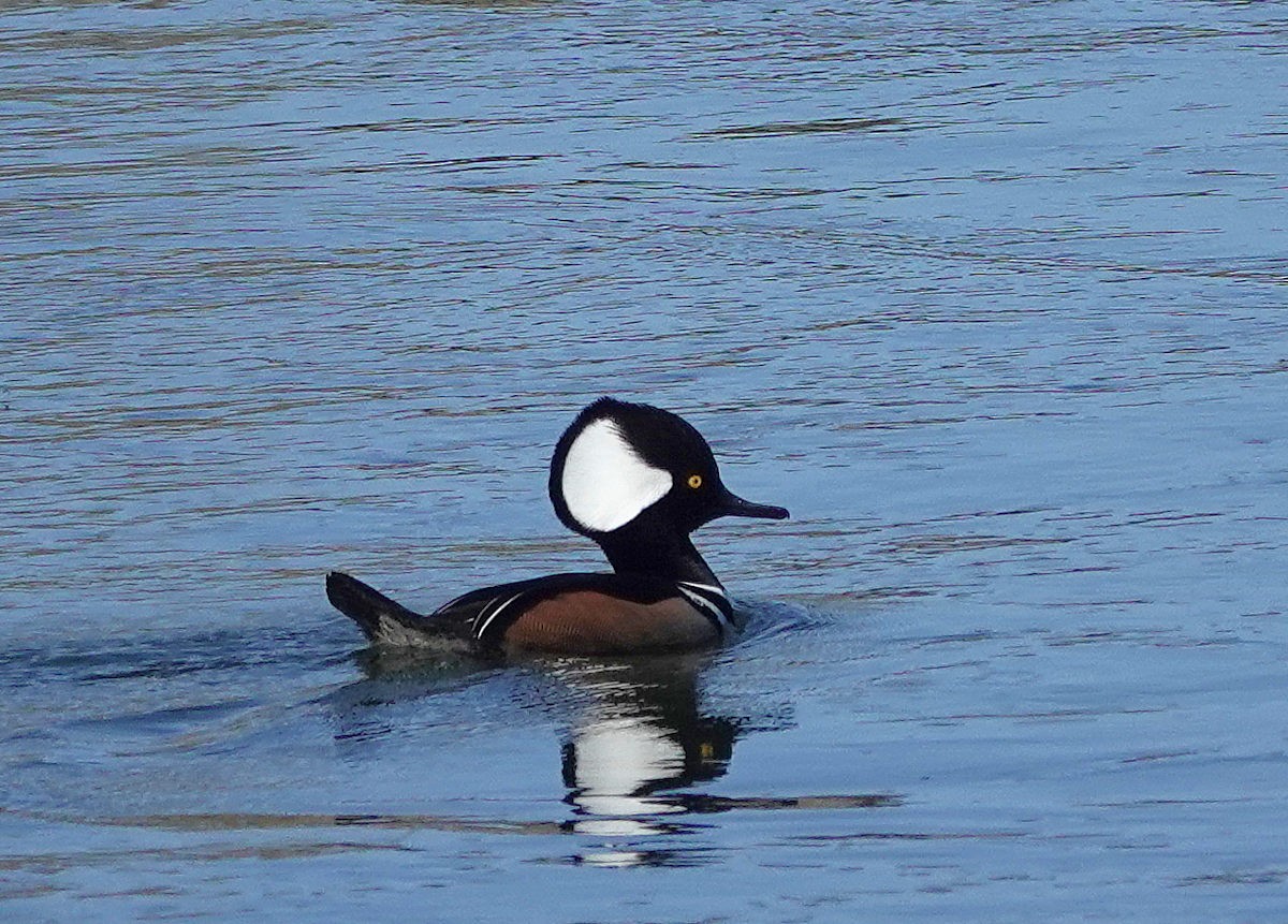 Hooded Merganser - ML646740157