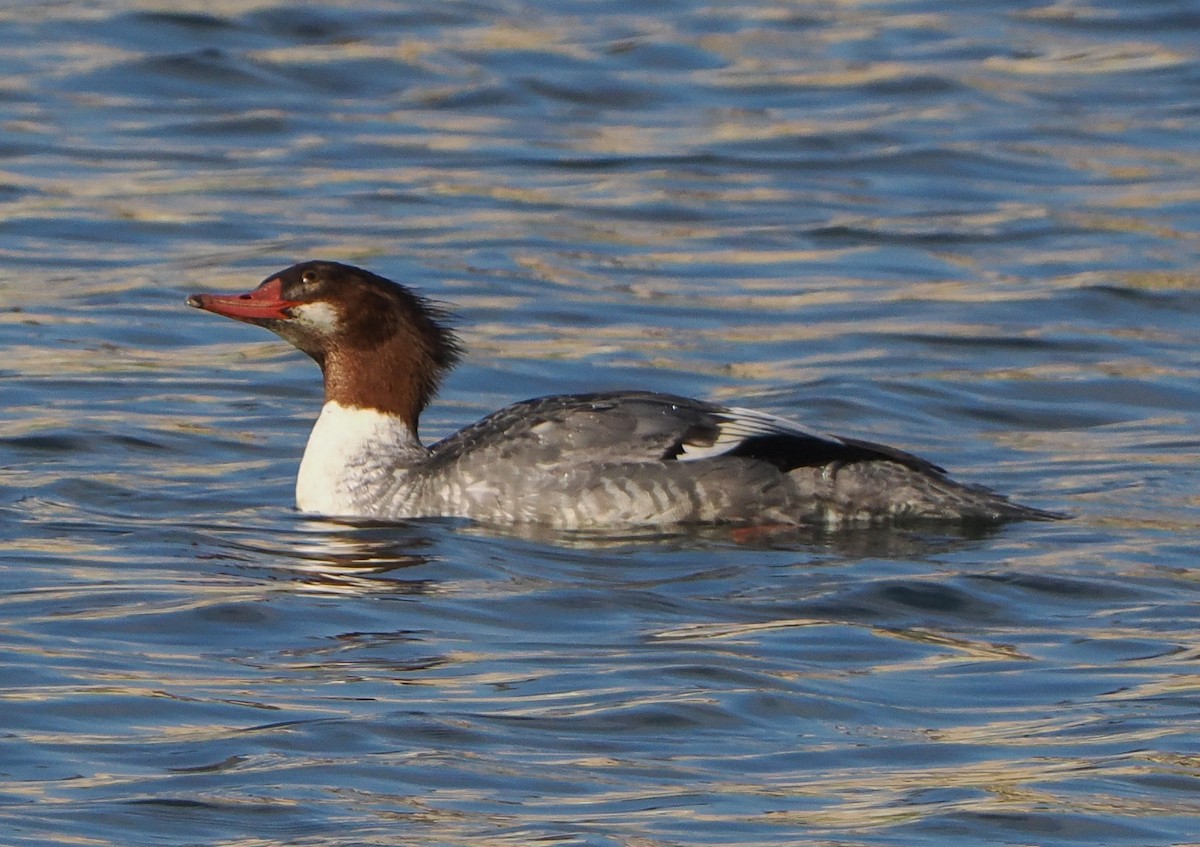 Gänsesäger - ML646740162