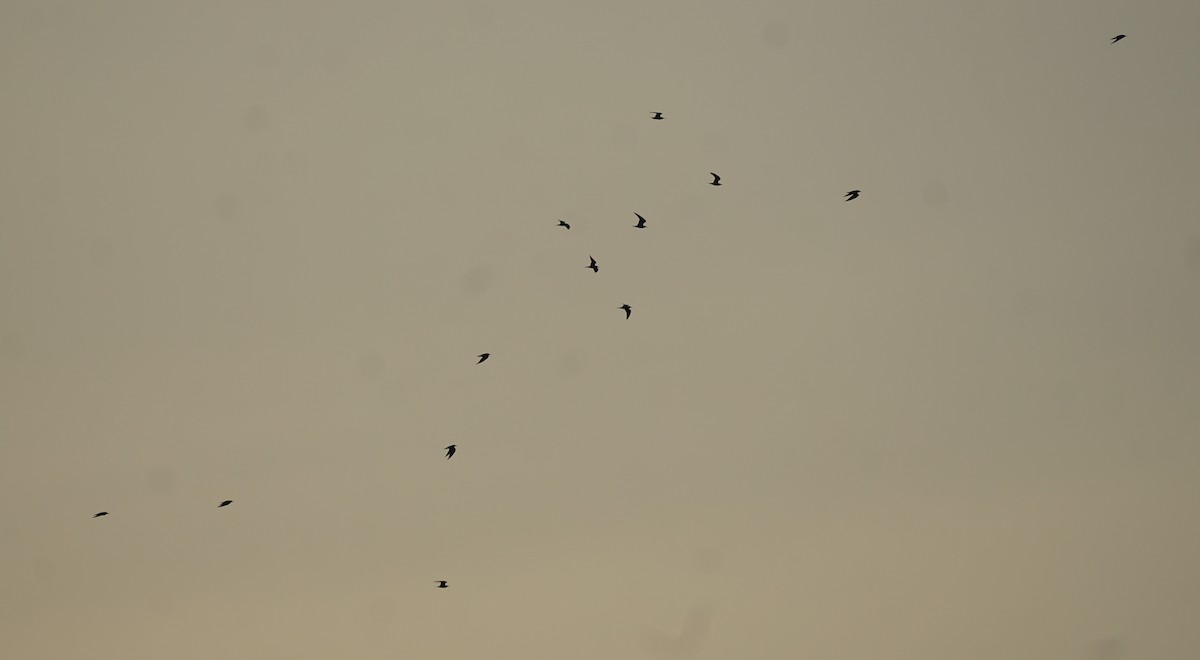 Guifette moustac - ML646740163