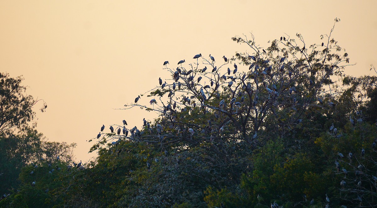 Bec-ouvert indien - ML646740165