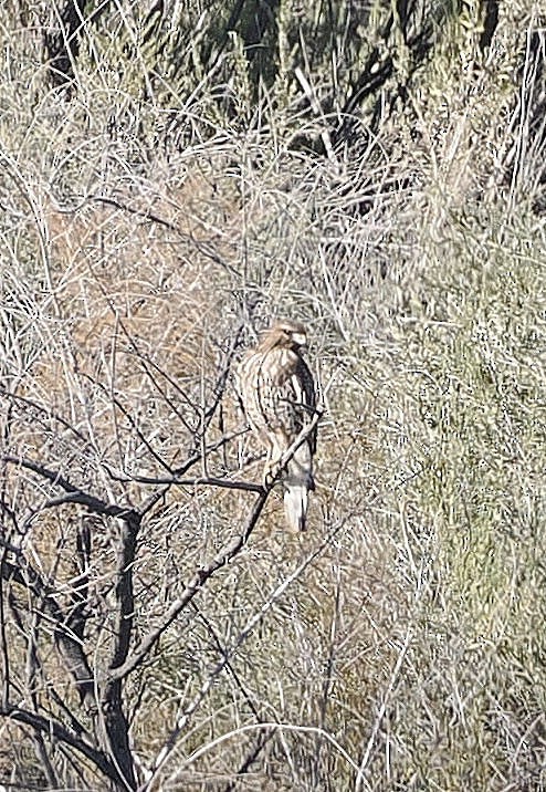 Red-shouldered Hawk - ML646740166