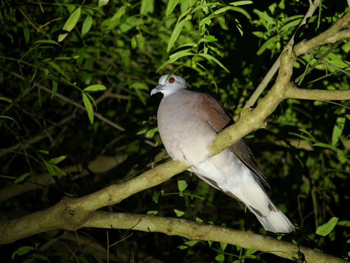 Malagasy Turtle-Dove - ML646740180