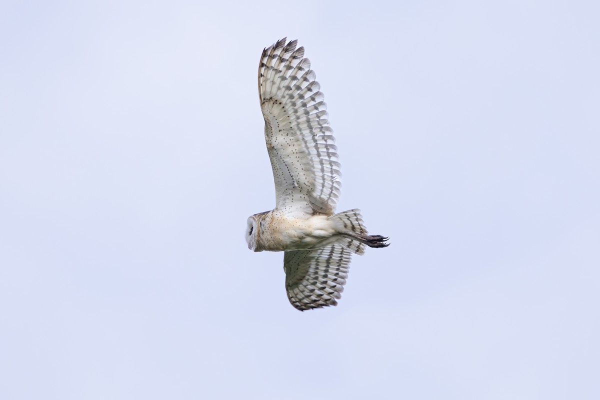 Doğu Çayır Baykuşu - ML646740185