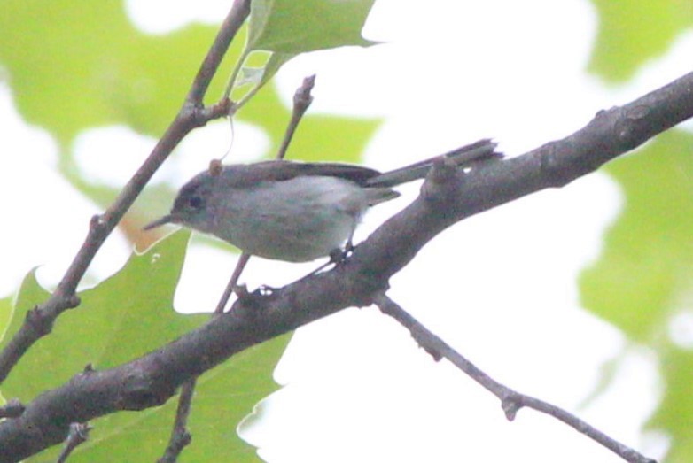 Комароловка сиза - ML646740191