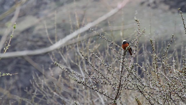White-winged Redstart - ML646740192