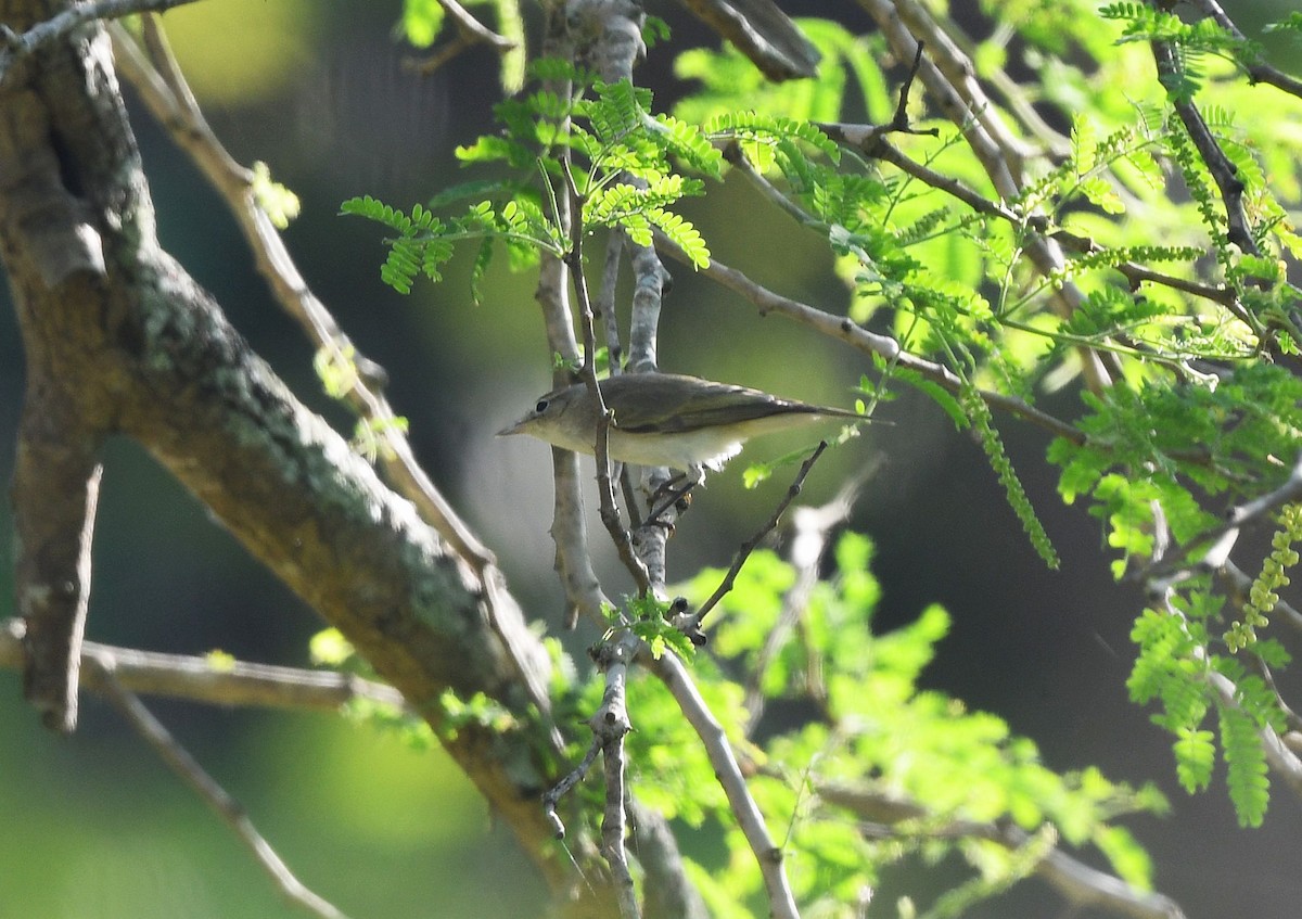 Common Chiffchaff - ML646740194