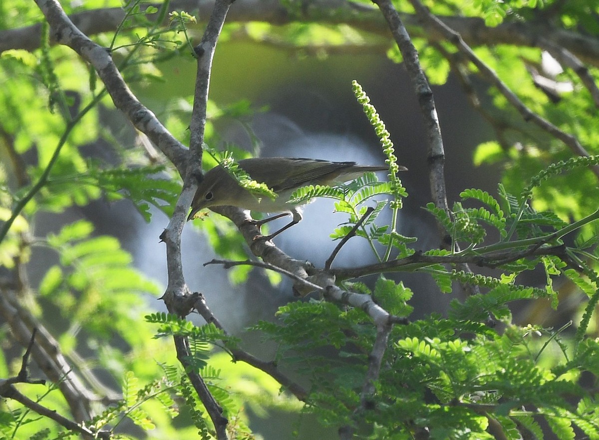 Common Chiffchaff - ML646740195