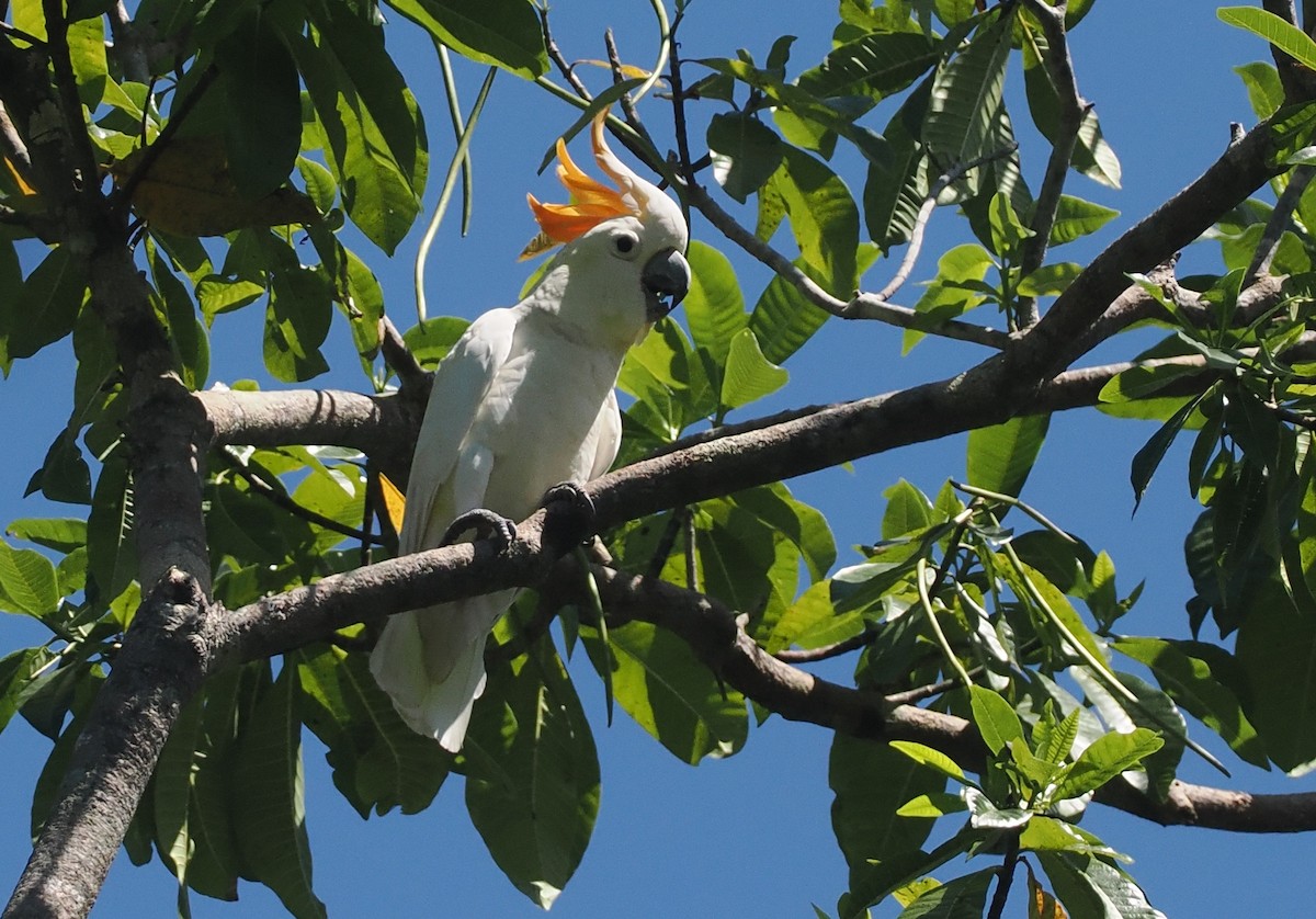 Sumba Küçük Sülfür Kakadusu - ML646740198