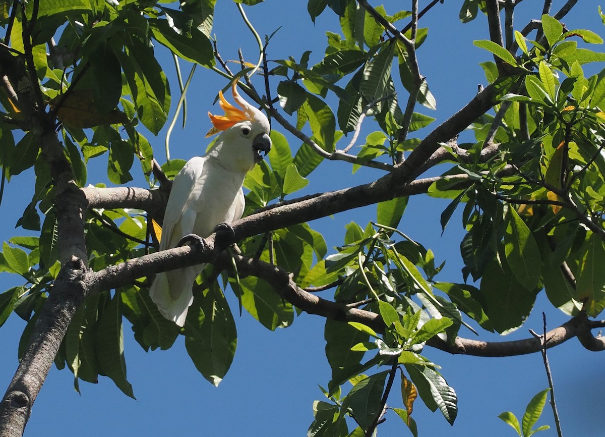 Sumba Küçük Sülfür Kakadusu - ML646740204