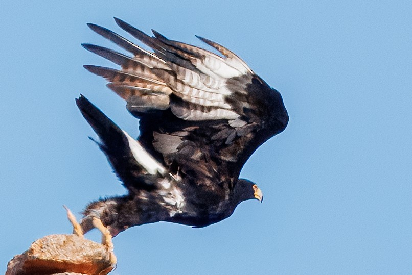 Кафрский орёл - ML646740210