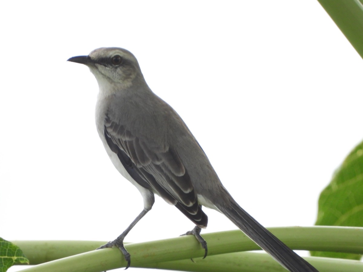 Tropikal Taklitçi - ML646740211