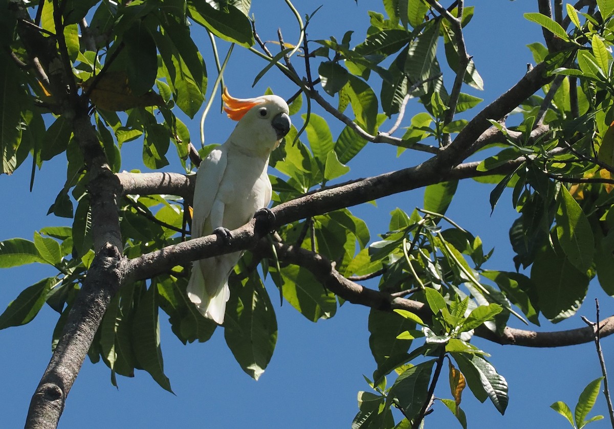 Sumba Küçük Sülfür Kakadusu - ML646740212