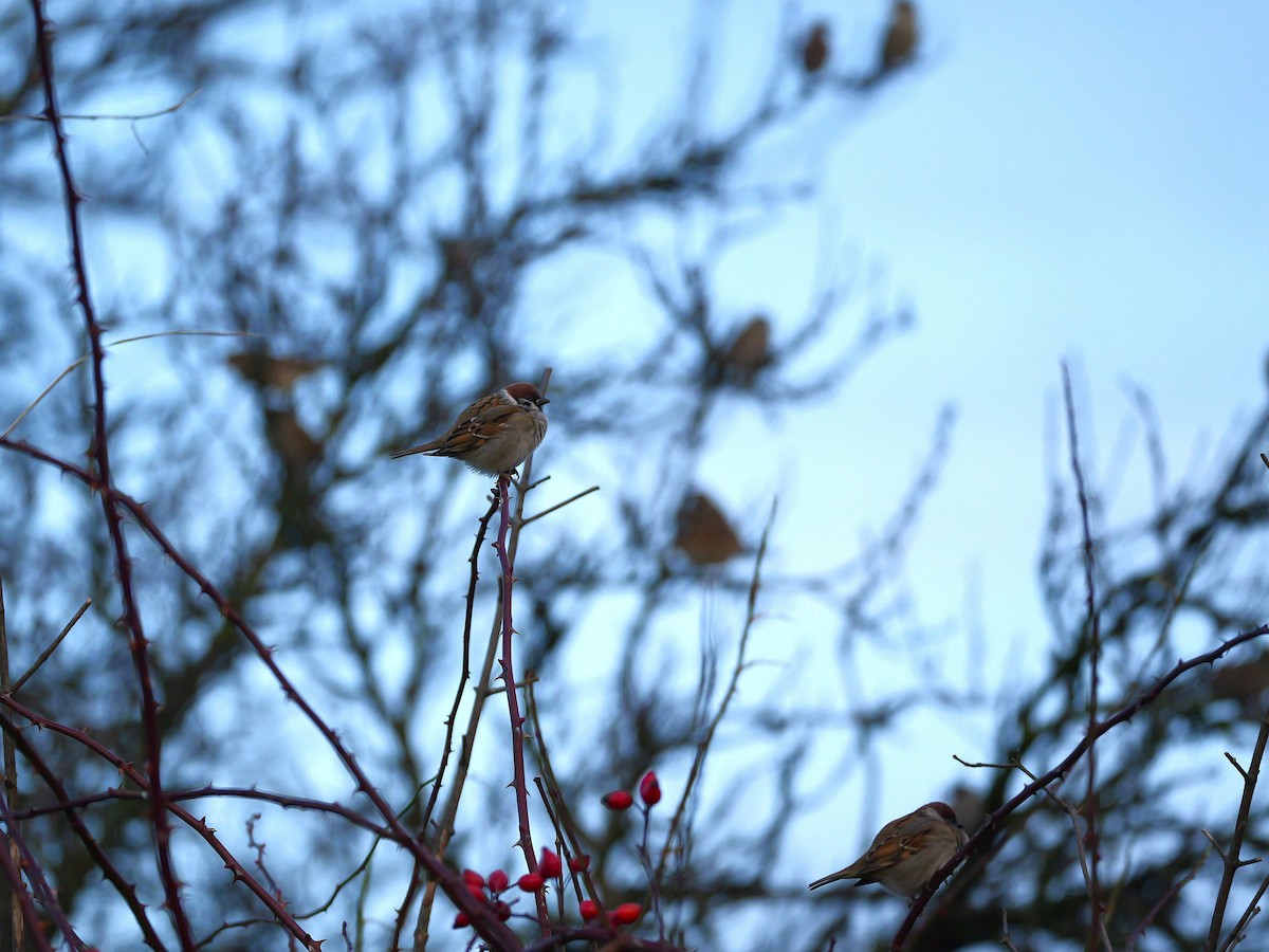 Eurasian Tree Sparrow - ML646740214