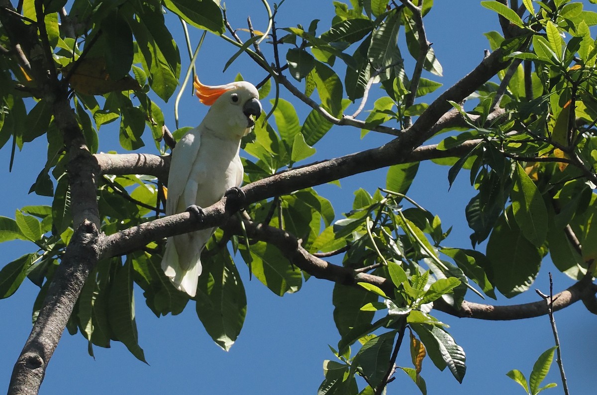 Sumba Küçük Sülfür Kakadusu - ML646740215