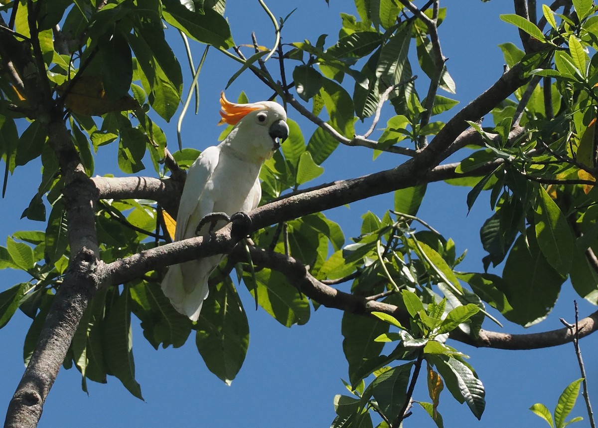 Sumba Küçük Sülfür Kakadusu - ML646740219