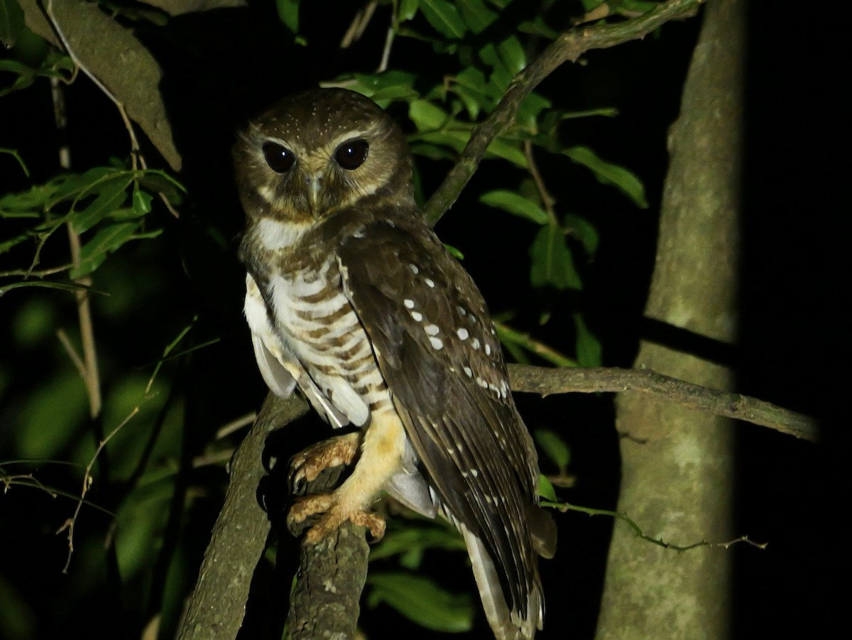 White-browed Owl - ML646740221