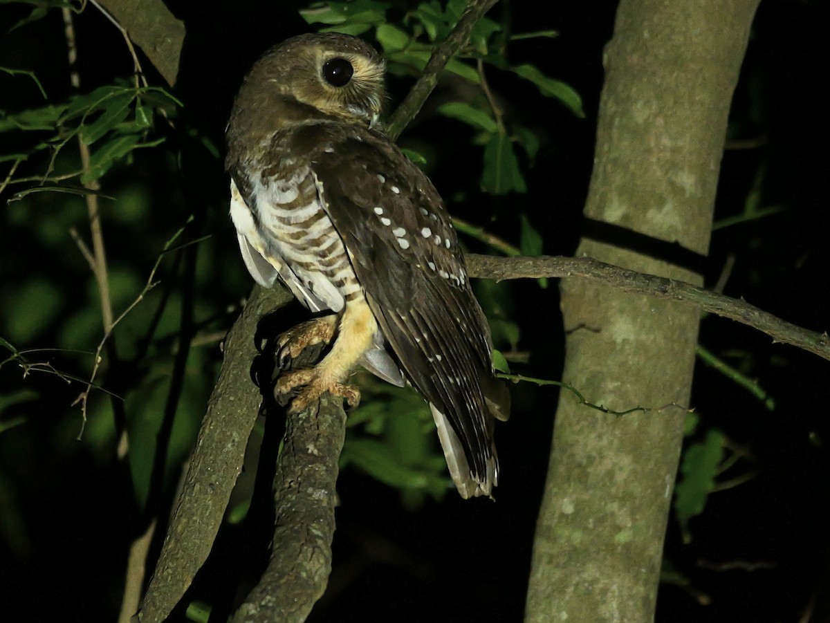 White-browed Owl - ML646740222