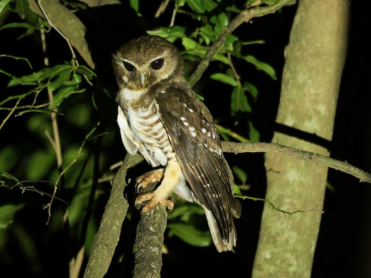 White-browed Owl - ML646740223