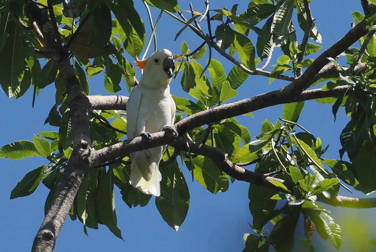 Sumba Küçük Sülfür Kakadusu - ML646740225