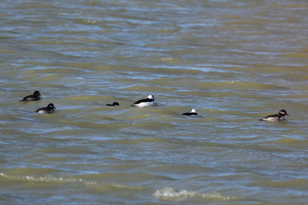 Bufflehead - ML646740228