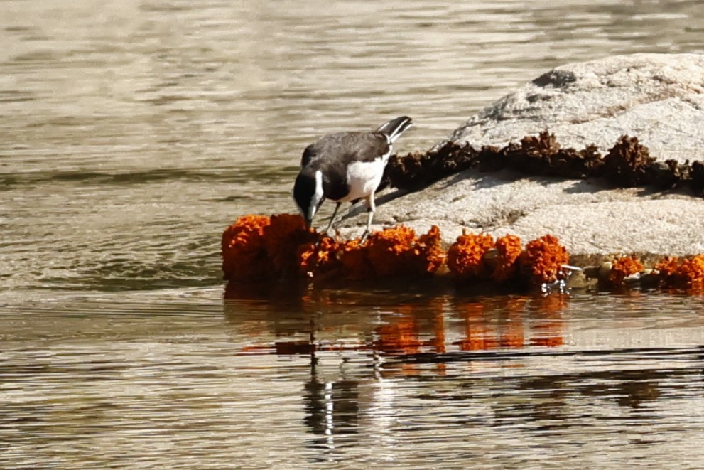 Bergeronnette indienne - ML646740229