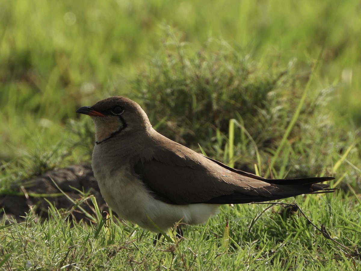 Collared Pratincole - ML646740235