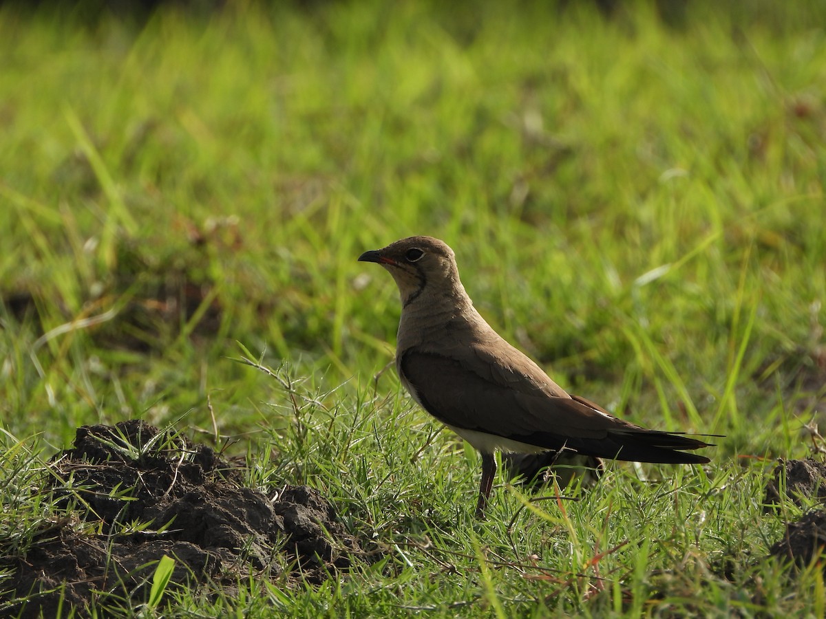 Collared Pratincole - ML646740236
