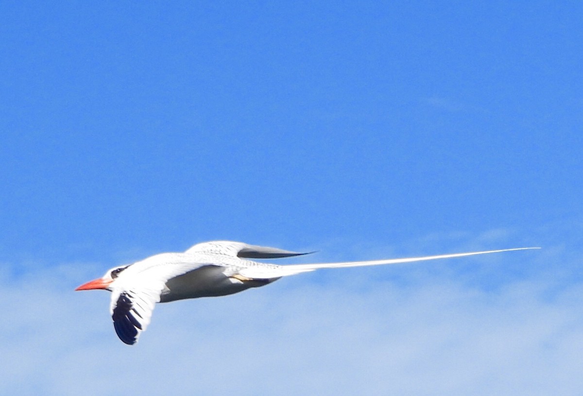 Red-billed Tropicbird - ML646740237