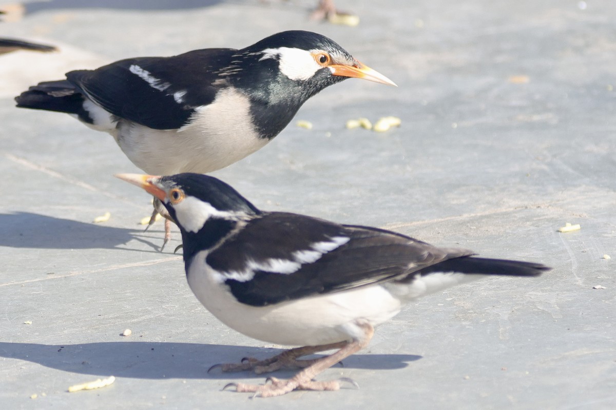 Indian Pied Starling - ML646740238