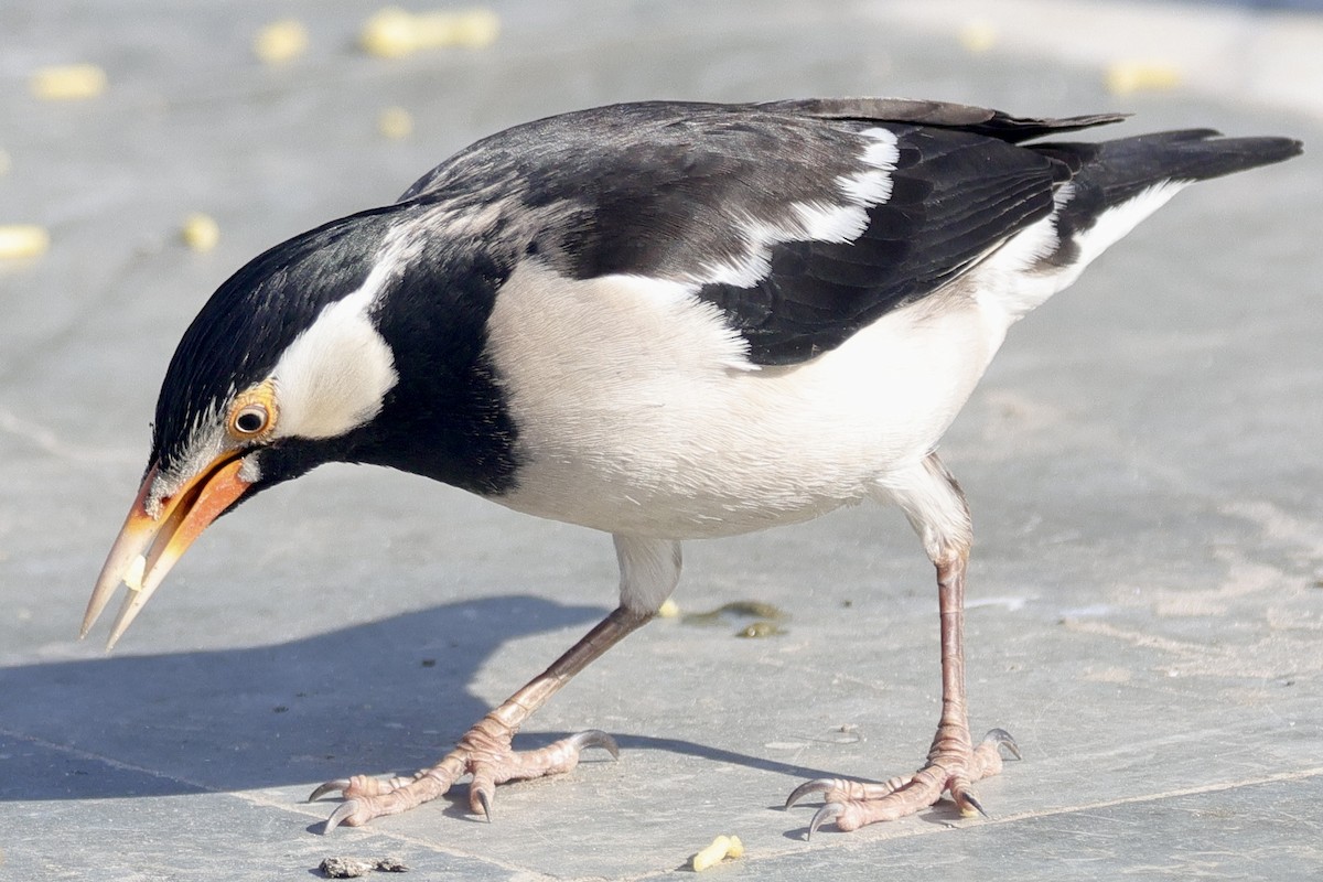 Indian Pied Starling - ML646740239