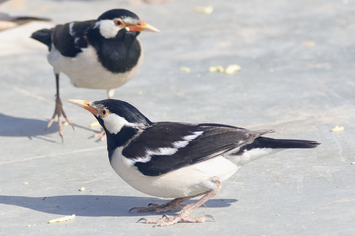 Indian Pied Starling - ML646740240