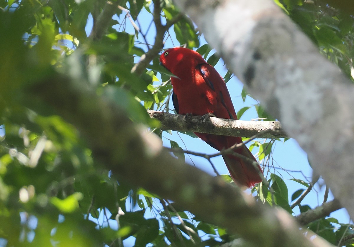 Sumba Eclectus - ML646740241