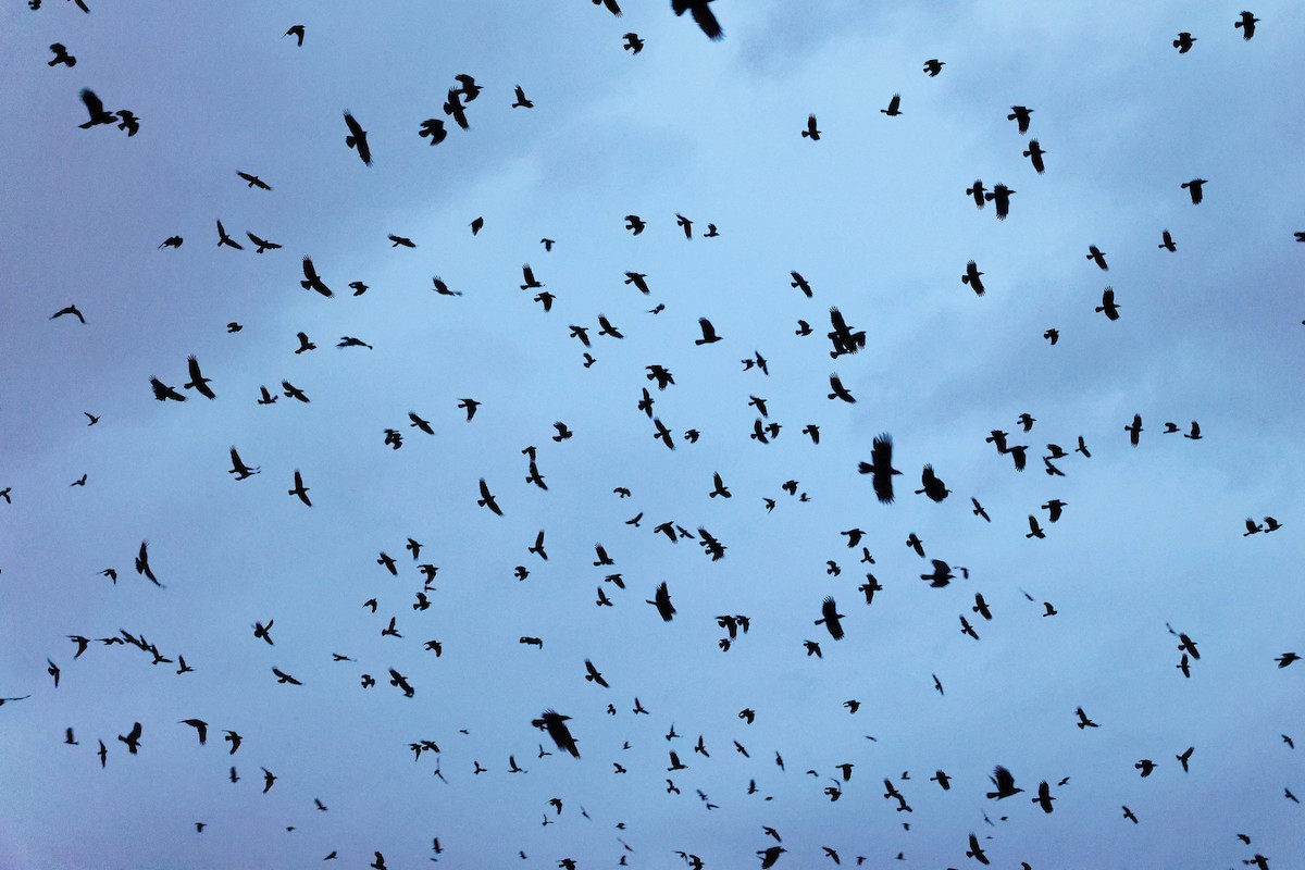 American Crow - ML646740244