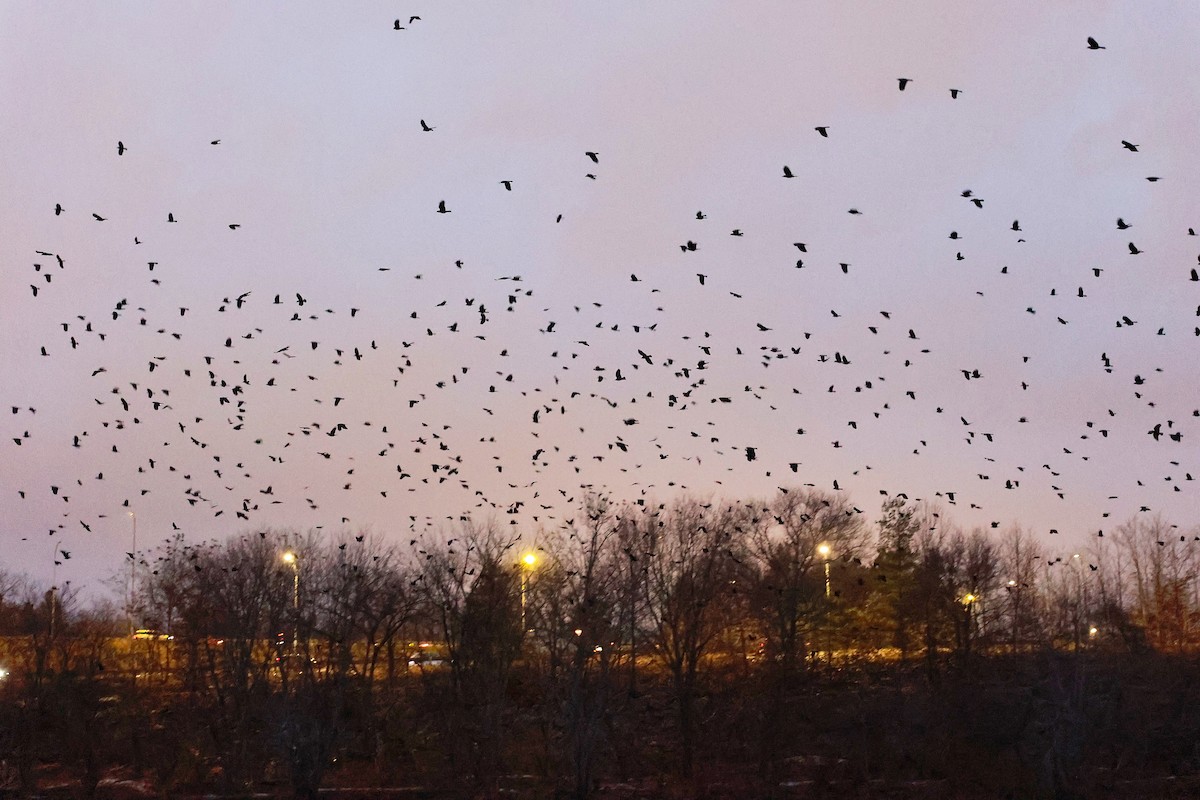 American Crow - ML646740245