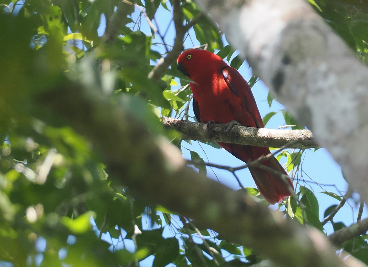 Sumba Eclectus - ML646740246