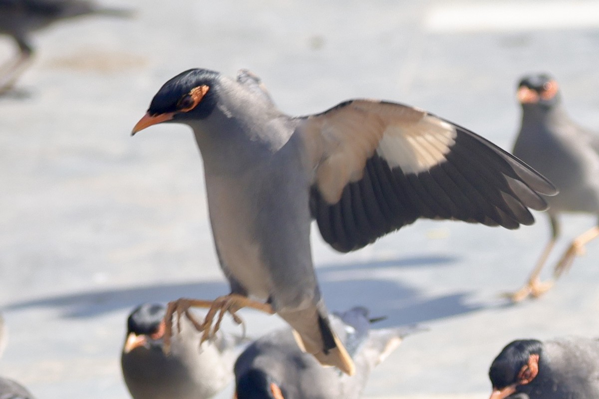 Береговая майна - ML646740247