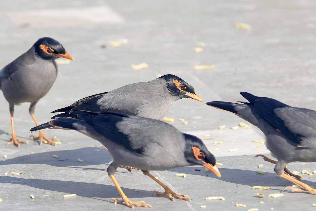 Береговая майна - ML646740248